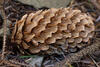  A009479croofm